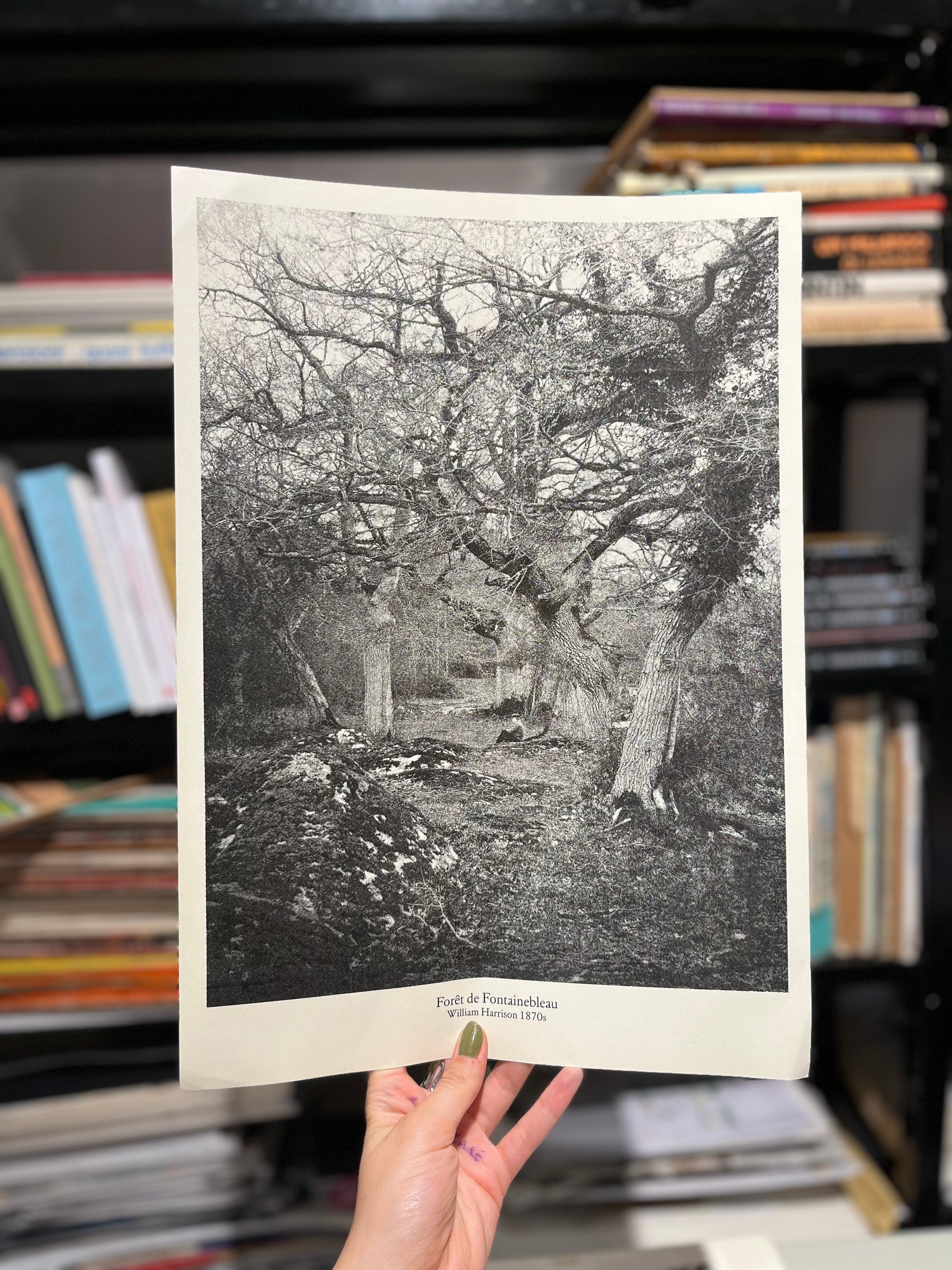POSTER A3 | FORESTA