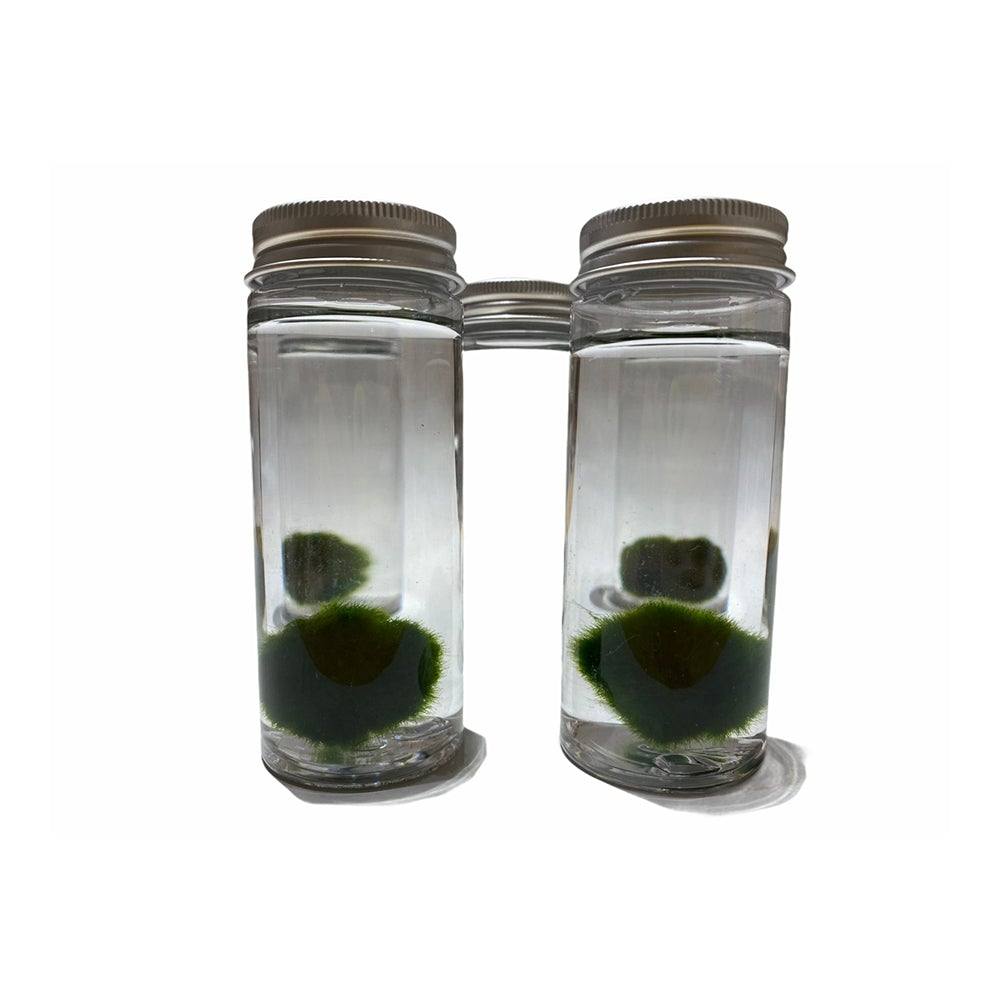 MARIMO. L' alga che si vende a palla - Todo Modo